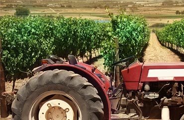 tractor in grape vineyard