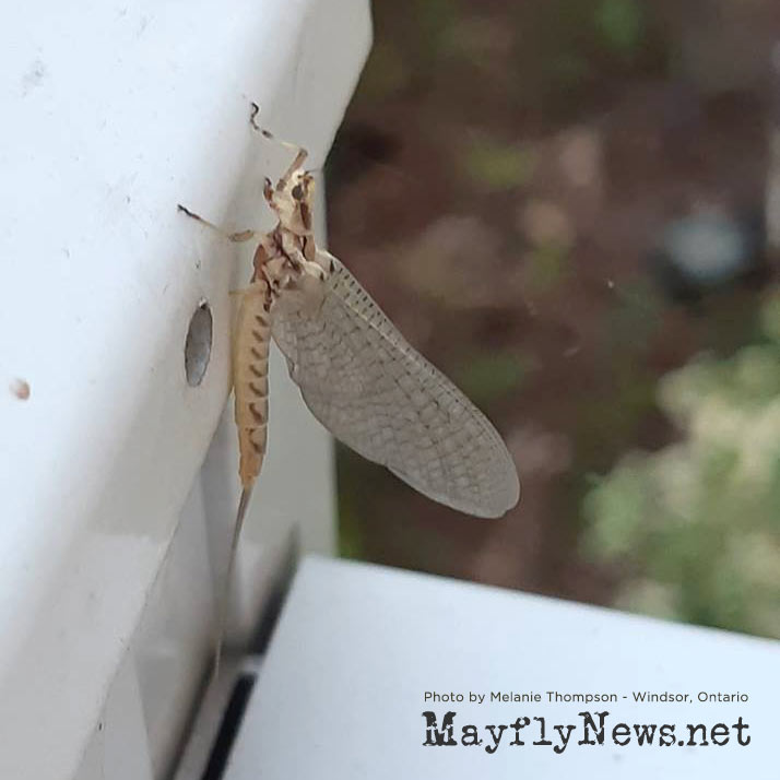 mayflynews.net banner