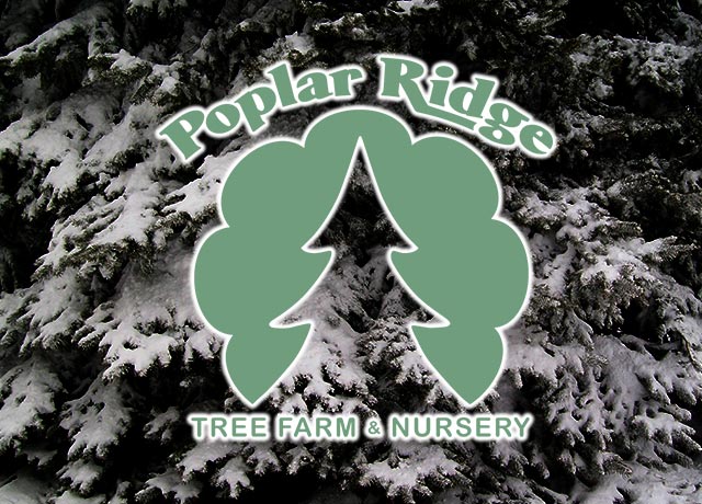 Poplar Ridge Tree Farm - Ohio